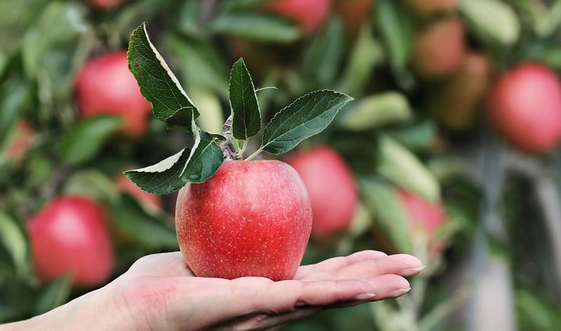 Enchanted Fruit Trees