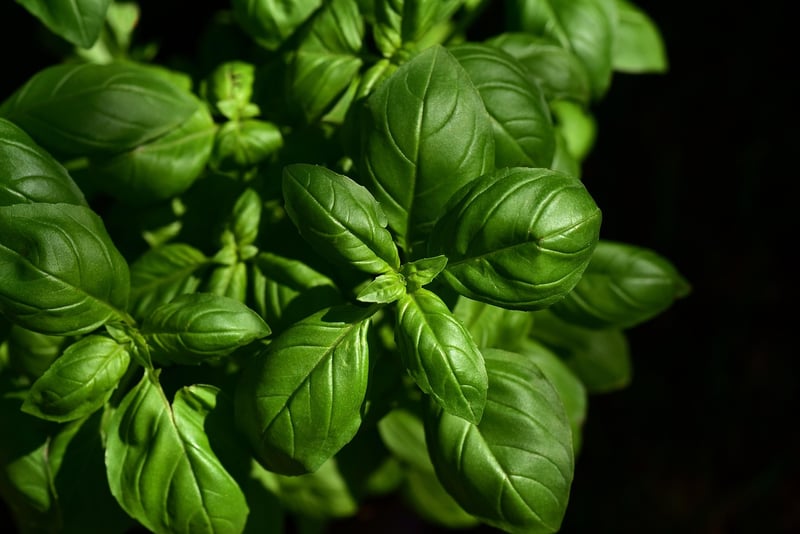 Spellbinding Herb Gardens